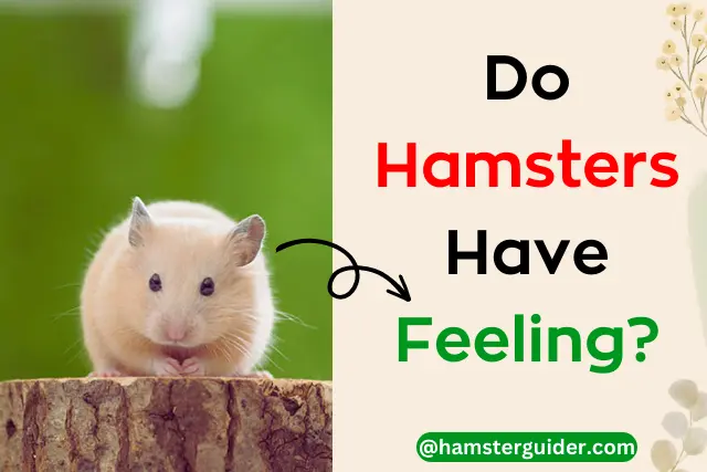hamster sitting on the wooden log and think do hamsters have feeling?