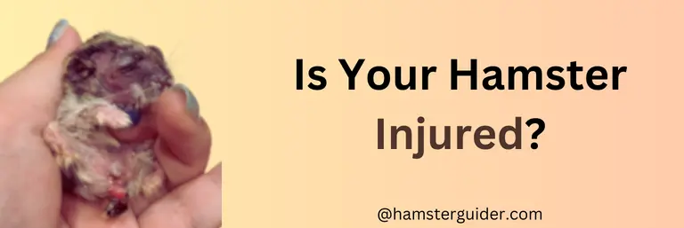 Is Your Hamster Injured on Hands