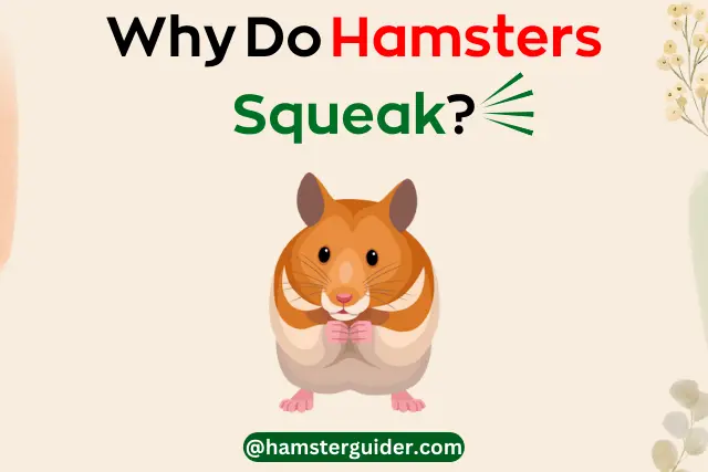 why do hamsters squeak guide