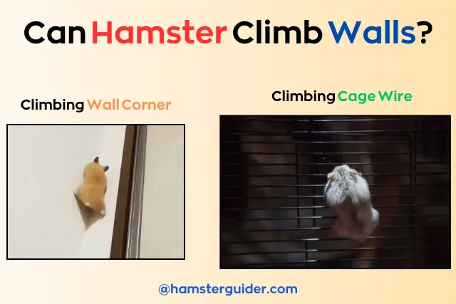 a cream colour hamster climbing on the wall corner and other side a gre hamster climbing on cage wire wall with can hamster climb wall