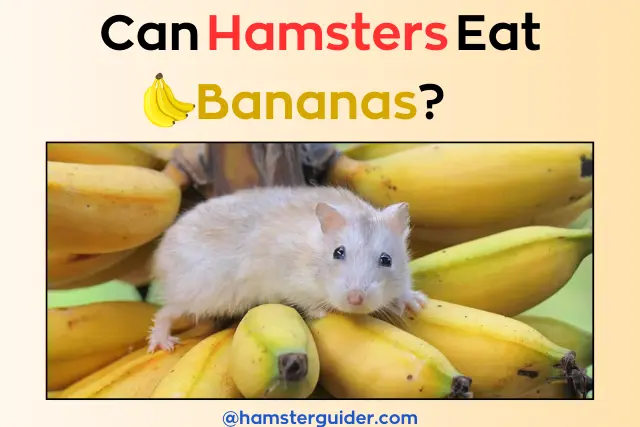 a white hamster sitting on the ripe bananas' bunch and think can hamsters eat bananas