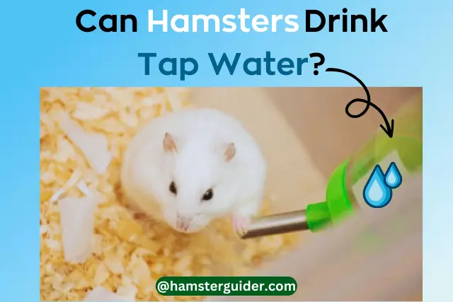 white hamster drinking water with question can hamster drink tap water
