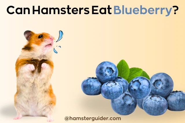 can hamster eat blueberry?