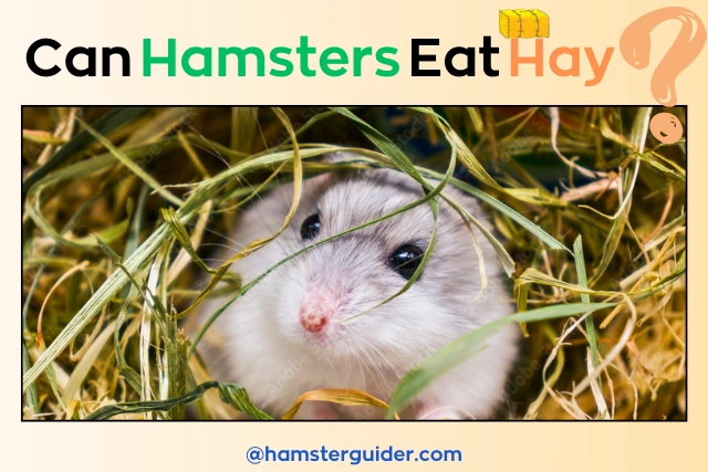 can hamsters eat hay question with hamster hiding in grass