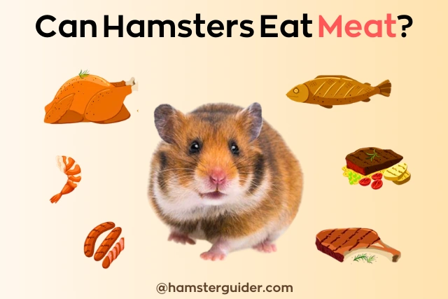 different types of meat and hamster in the middle can hamster seat meat
