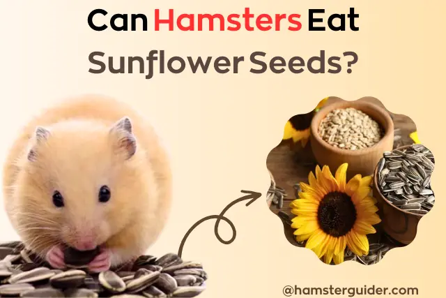 hamster is eating striped sunflower seeds