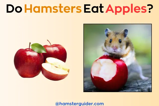 do hamsters eat apples