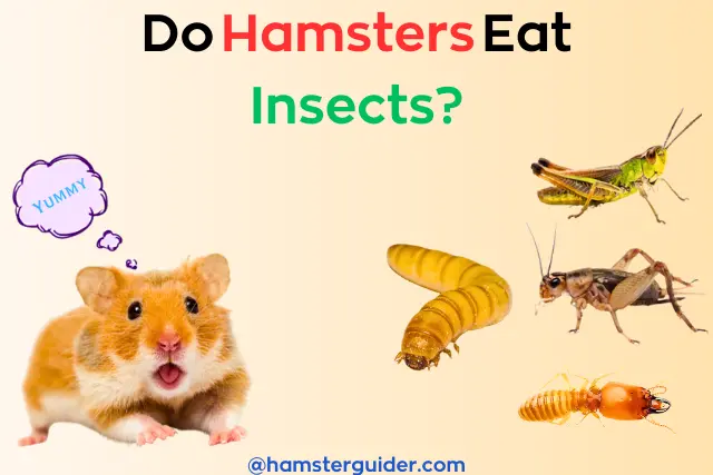 a syrian hamster mouth wattering to showing different types of insects suh as mealworm, cricket, grasshopper, and termite