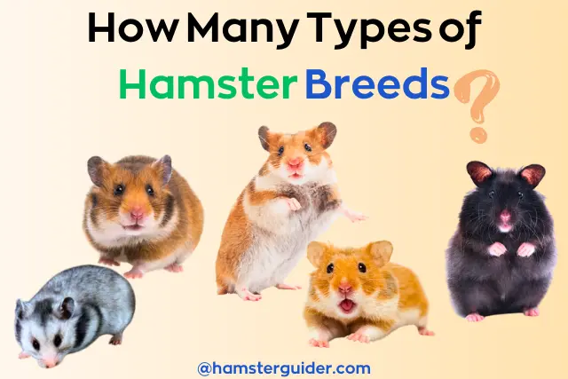 different types of hamster breeds black, brown, grey, etc.