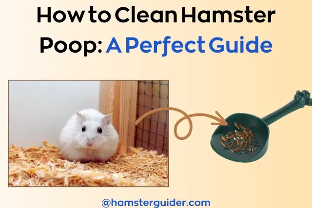 little white hamster sit on the padding and their poo collect by small shovel describe how to clean hamster poop