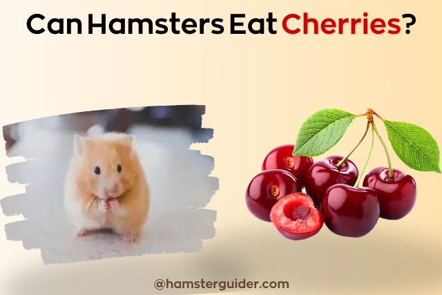 hamster eat red sweet cherries and think can hamsters eat cherries?
