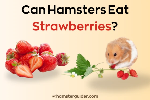 hamster eating strawberries