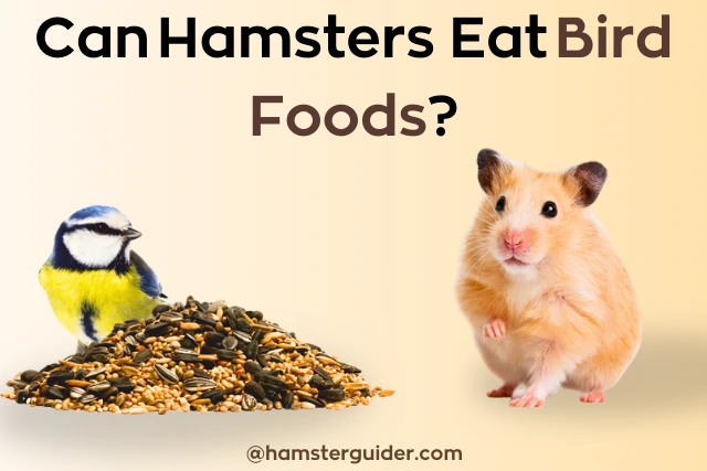 hamster showing bird to eating bird food