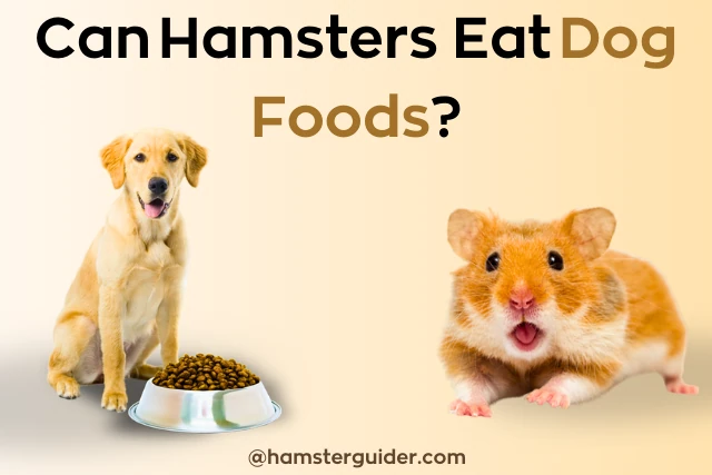 can hamsters eat dog foods