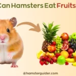 can hamsters eat fruits