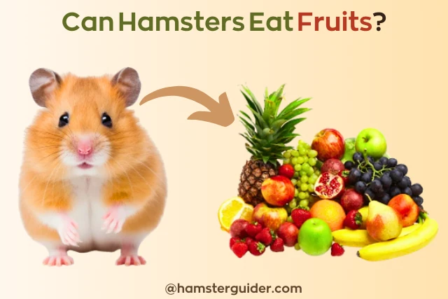 can hamsters eat fruits
