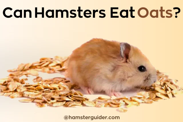can hamsters eat oat