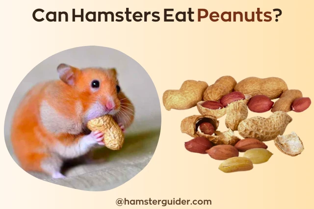 can hamsters eat peanuts