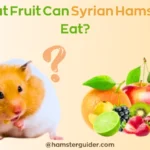 what fruit can Syrian hamsters eat