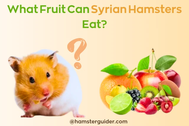 what fruit can Syrian hamsters eat