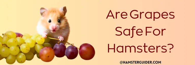 are grapes safe for hamsters