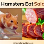 can hamsters eat salami