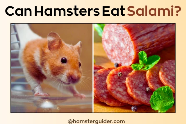 can hamsters eat salami