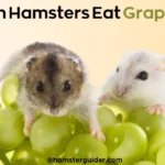 can hamsters eat grapes