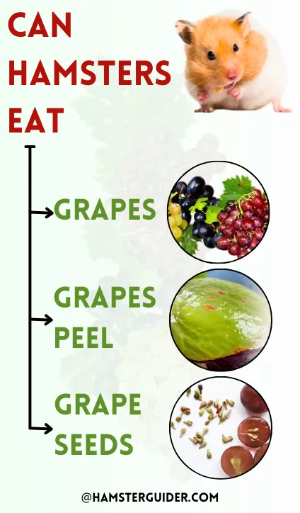 can hamsters eat grapes seeds and its peel