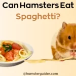 can hamsters eat spaghetti