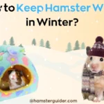 how to keep hamster warm in winter