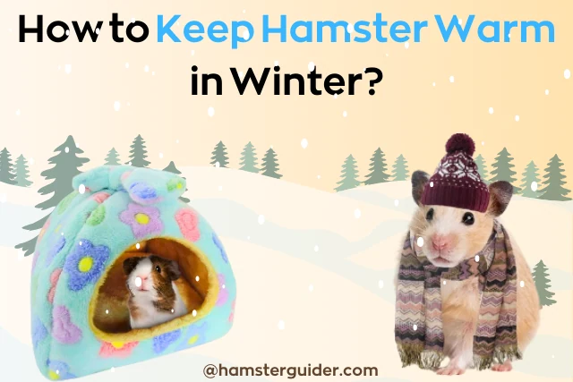 how to keep hamster warm in winter