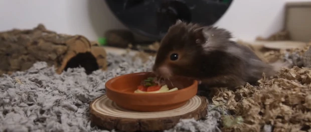 hamster eat their special spaghetti treat