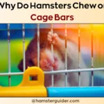 why do hamsters chew on cage bars