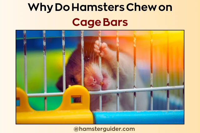 why do hamsters chew on cage bars