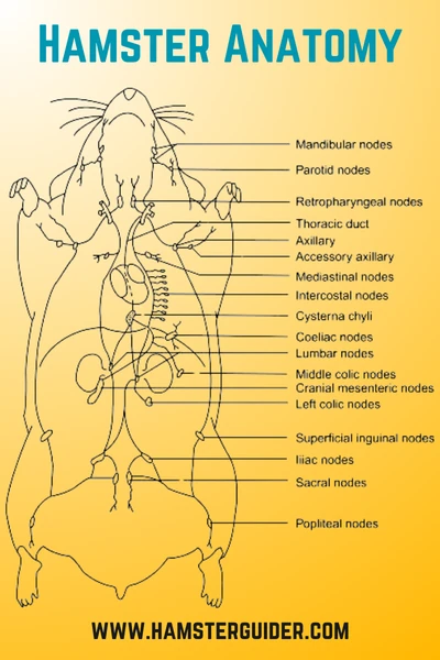 hamster anatomy in details