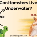 turtle ask to hamster can hamsters live underwater