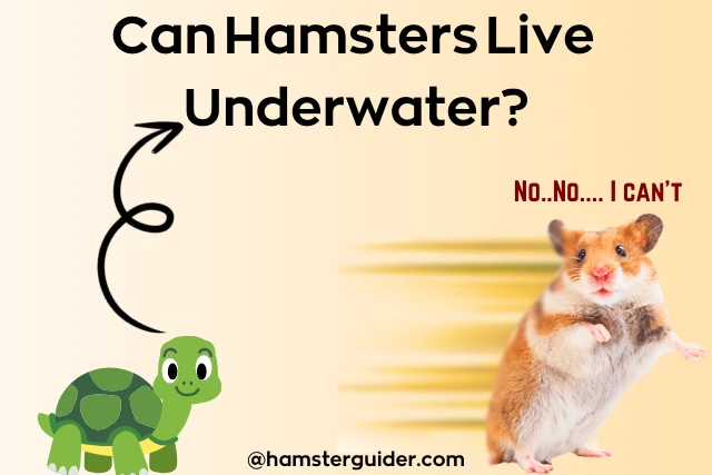 turle ask to hamster can hamsters live underwater