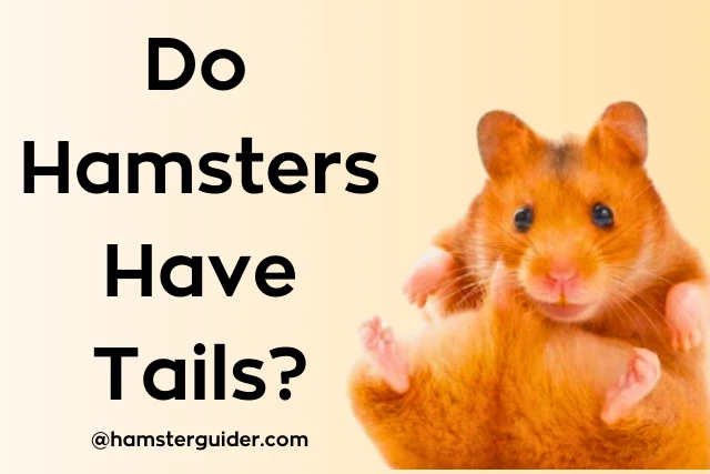 a small hamster show their tail and ask do hamsters have tails
